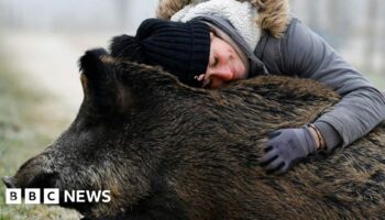 Blackpool, bathing and a boar: Photos of the week