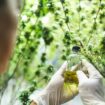 Cannabis: ce que la plus grande étude scientifique à ce jour révèle de son impact sur la mémoire