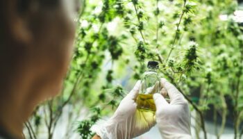 Cannabis: ce que la plus grande étude scientifique à ce jour révèle de son impact sur la mémoire