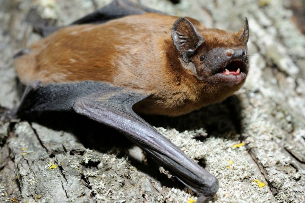 Ces chauves-souris migratrices qui surfent sur les courants chauds