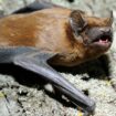 Ces chauves-souris migratrices qui surfent sur les courants chauds