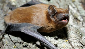 Ces chauves-souris migratrices qui surfent sur les courants chauds