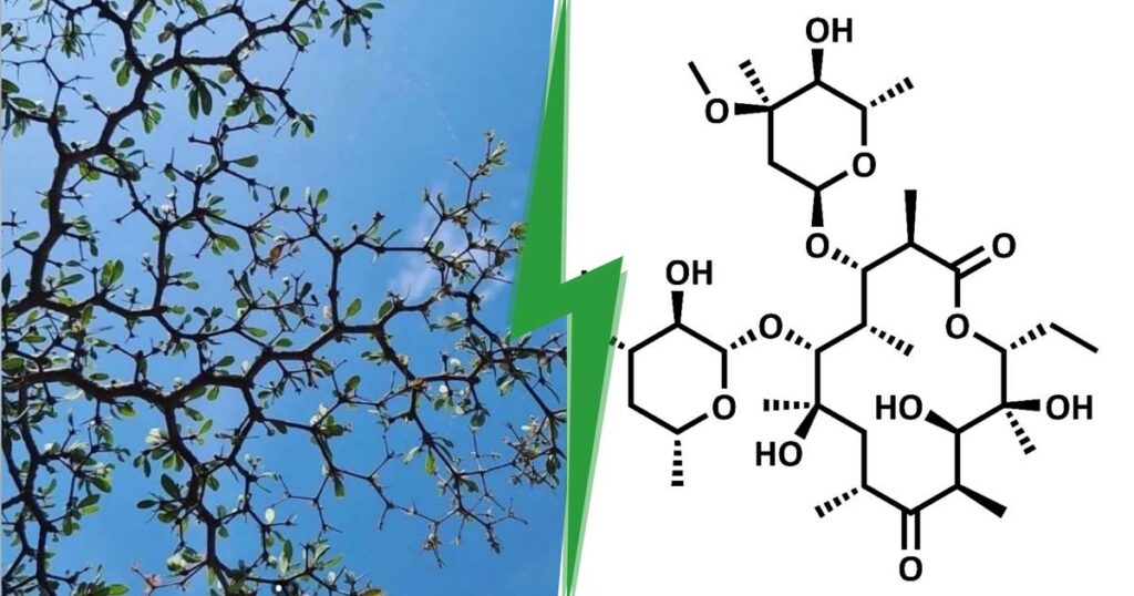 Cet arbuste aux branches géométriques étonnantes