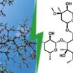 Cet arbuste aux branches géométriques étonnantes