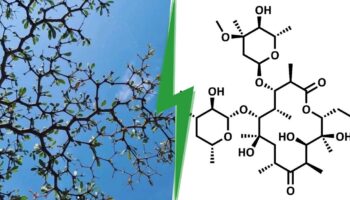 Cet arbuste aux branches géométriques étonnantes