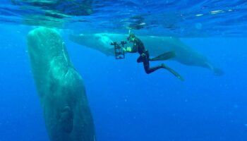 Cétacés, requins, cerfs… Avec l’éco-acoustique, écouter la nature permet de protéger la biodiversité