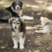 Chiens morts dans une pension: Un des chiens avait ingurgité de la mort aux rats