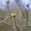 Comment les arbres entrent en dormance, après la flamboyance automnale