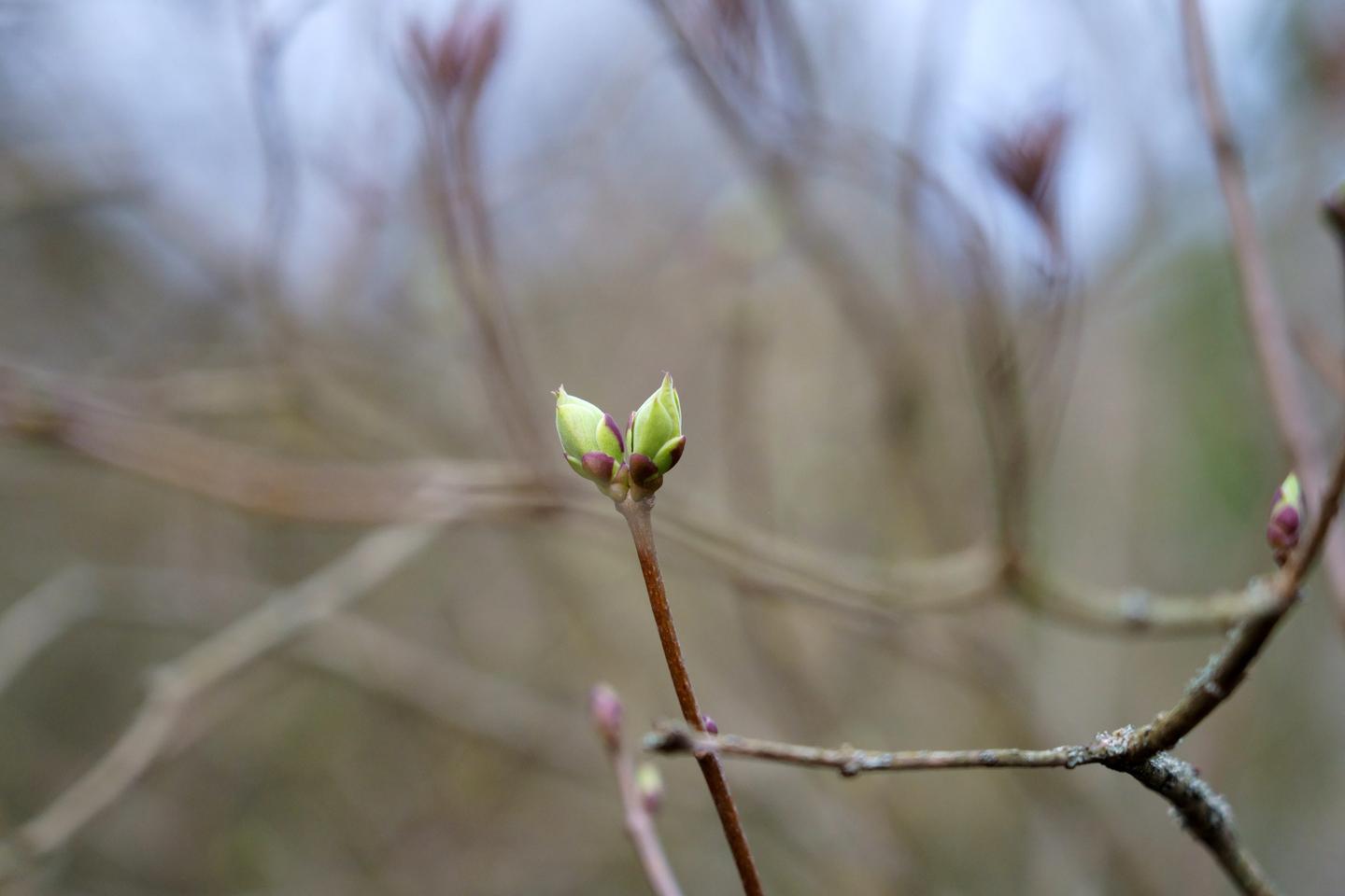 Comment les arbres entrent en dormance, après la flamboyance automnale