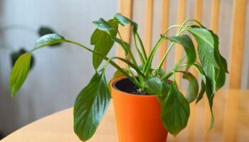 'Common mistake' to avoid when watering peace lilies or risk killing houseplant