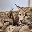 Cuddled up, safe and well (and getting a good feed), the illegally freed lynx who captured the hearts of a nation