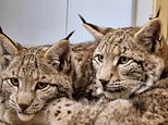 Cuddled up, safe and well (and getting a good feed), the illegally freed lynx who captured the hearts of a nation