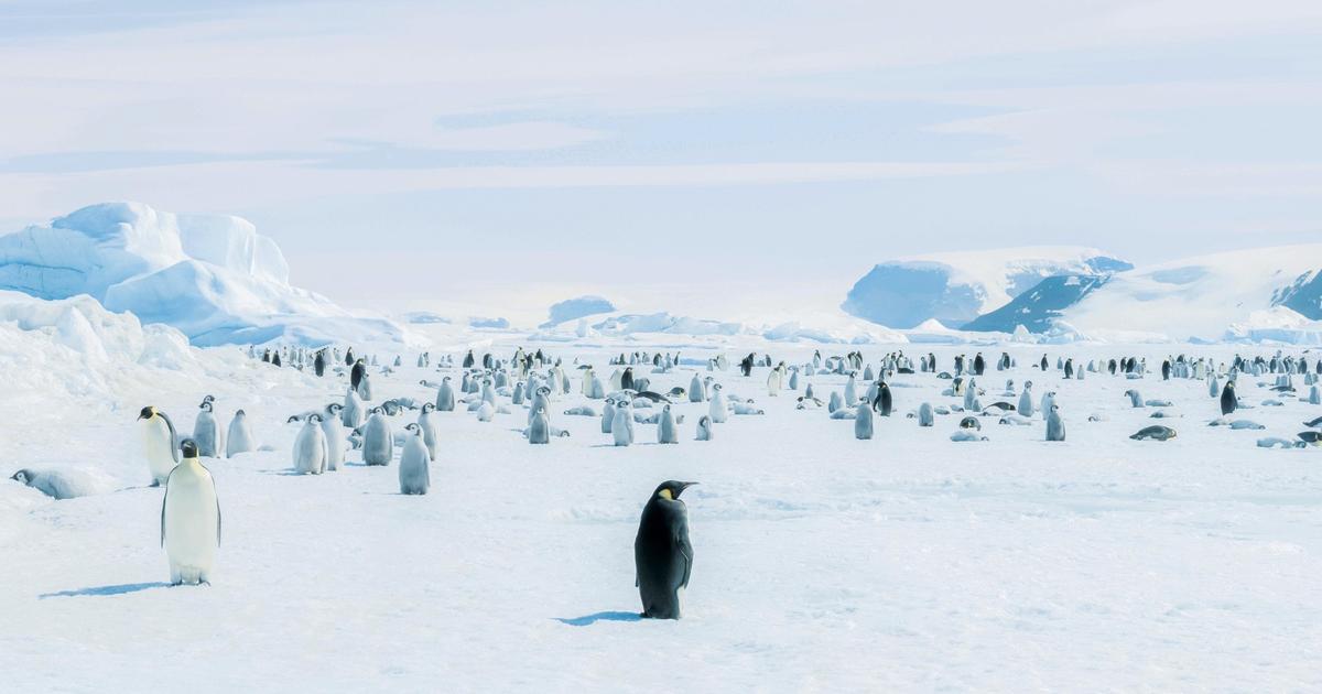 Dans l’Antarctique, au royaume des empereurs