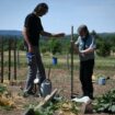 Dans les hôpitaux ou les Ehpad, les jardins thérapeutiques fleurissent