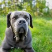 Dog expert issues warning over 'killing machine breed' that's like XL bully 'on steroids'