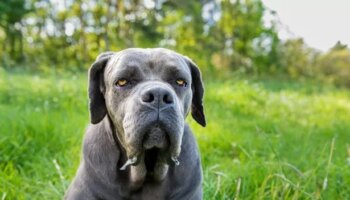 Dog expert issues warning over 'killing machine breed' that's like XL bully 'on steroids'