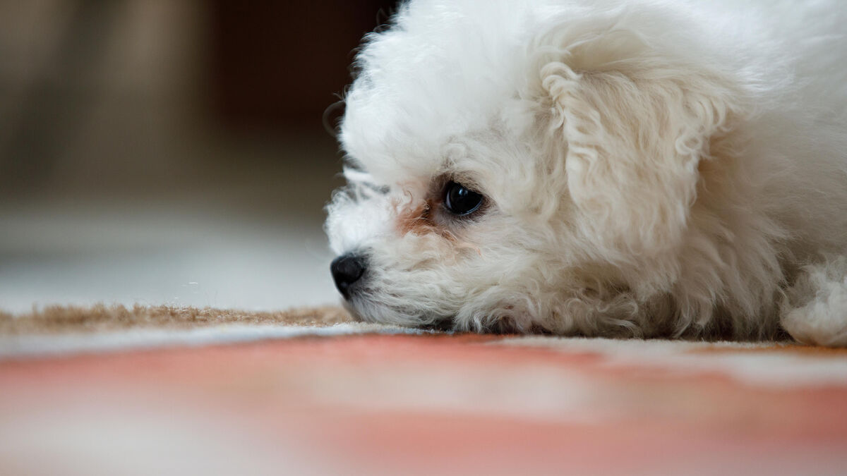 Douze bichons découverts dans un appartement insalubre de Meudon : un homme et une femme en garde à vue