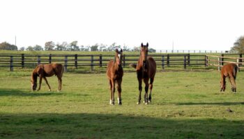 Échappés de leur enclos, une dizaine de chevaux ont divagué sur la voie publique à Brétigny-sur-Orge