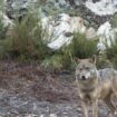 El congreso sobre el lobo de Vox aboga por un plan nacional: «Sin control, la especie puede colapsar»