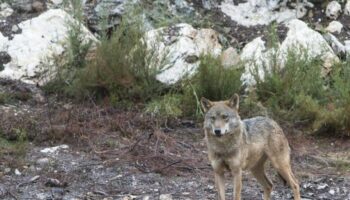 El congreso sobre el lobo de Vox aboga por un plan nacional: «Sin control, la especie puede colapsar»