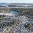 En Suède, le projet du gouvernement de fertiliser les forêts pour accélérer leur croissance vivement critiqué