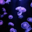 En Tasmanie, le spectacle des méduses bioluminescentes fascine mais inquiète les spécialistes