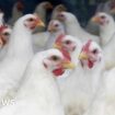 Farmers in bird flu 'panic' call for UK vaccine plan