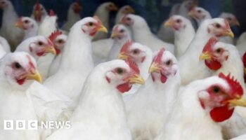 Farmers in bird flu 'panic' call for UK vaccine plan