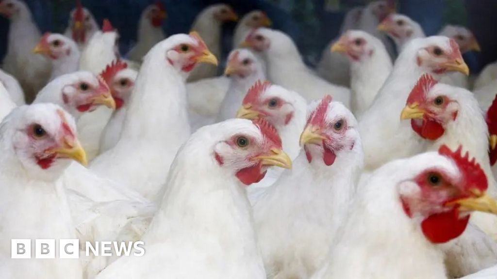 Farmers in bird flu 'panic' call for UK vaccine plan