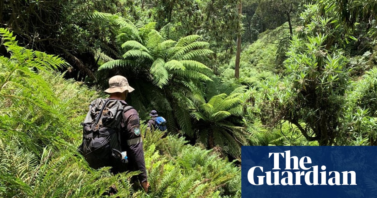 Fears for hiker in ‘bloody tough country’ as Kosciuszko search enters day 11