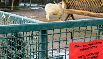 Fièvre aphteuse : le Royaume-Uni interdit l’importation de bovins, porcs et ovins d’Allemagne