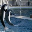 Fin de Marineland : « Il y a un vrai changement de regard sur les animaux »