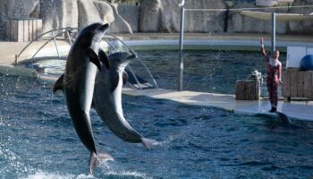 Fin de Marineland : « Il y a un vrai changement de regard sur les animaux »