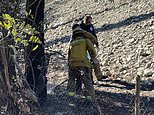 Firefighters catch second 'arsonist' in the act of starting new blazes in LA days after cops arrest illegal immigrant with a blowtorch