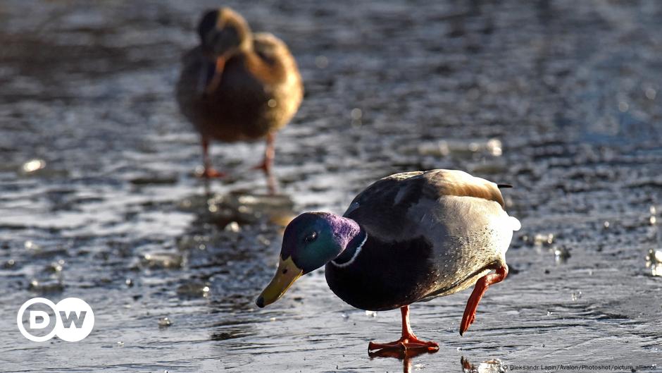 Firefighters pluck duck from icy pond in Lower Saxony