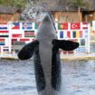 France's last two performing orcas in captivity face uncertain future as Marineland shuts