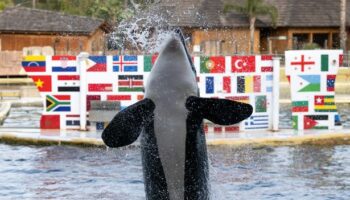 France's last two performing orcas in captivity face uncertain future as Marineland shuts