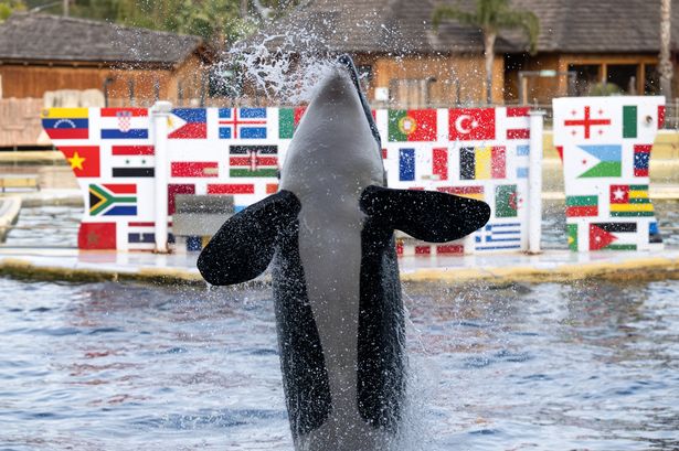 France's last two performing orcas in captivity face uncertain future as Marineland shuts