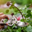 Gardening expert's 'essential' reason why you should prune this flower in January