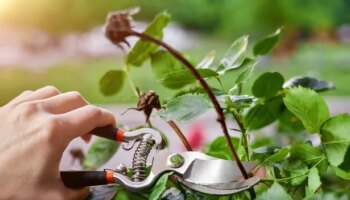 Gardening expert's 'essential' reason why you should prune this flower in January