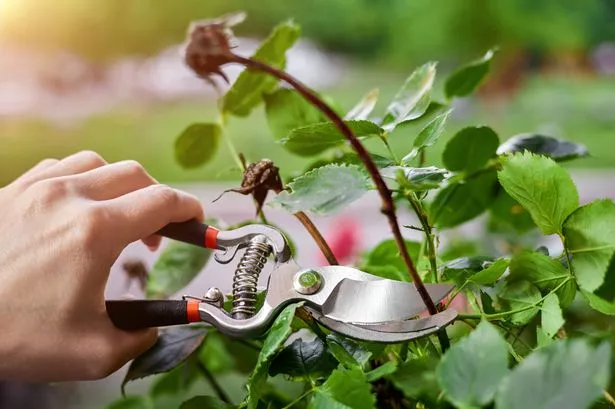 Gardening expert's 'essential' reason why you should prune this flower in January