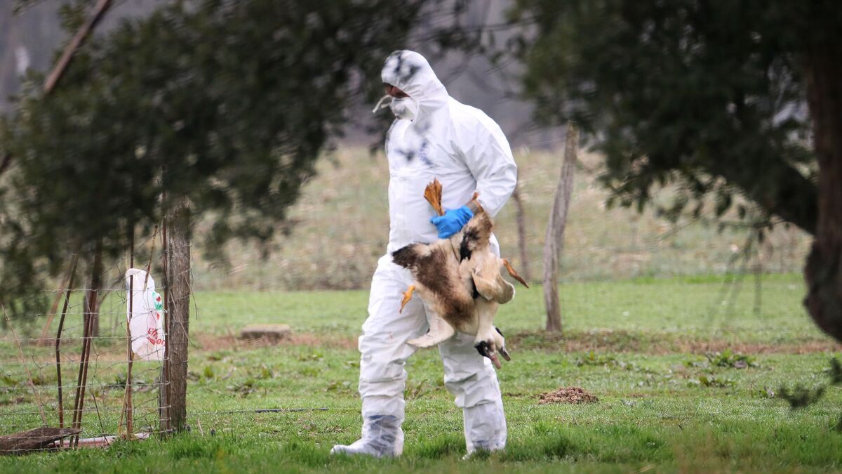 Grippe aviaire : le premier patient américain gravement malade est mort