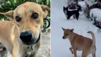 Heartwarming moment dog rescued from shack in Thai jungle walks on English snow for first time