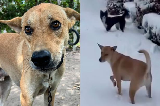 Heartwarming moment dog rescued from shack in Thai jungle walks on English snow for first time