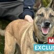 Hero police dog saves owner's life after he spots her strange reaction