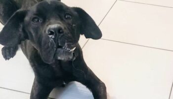 « Il se bat pour guérir » : le calvaire du chien Tyson, squelettique, battu et abandonné en forêt de Sénart