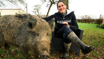 Insolite : Le sort du sanglier Rillette suspendu à la justice administrative