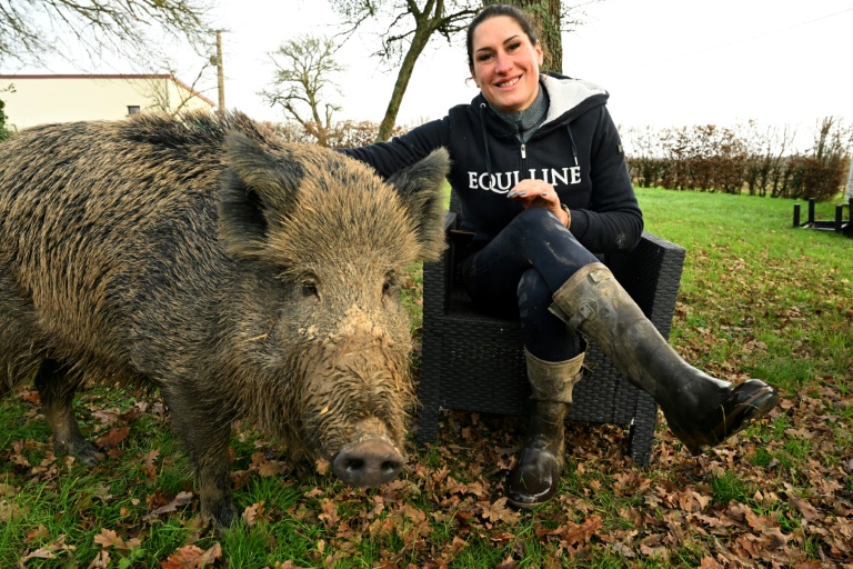 Insolite : Le sort du sanglier Rillette suspendu à la justice administrative