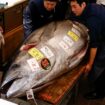 Japan: Tuna 'as fat as a cow' sells for $1.3 million