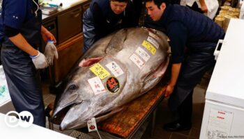 Japan: Tuna 'as fat as a cow' sells for $1.3 million